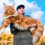 мейн кун