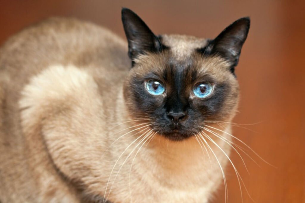 сиамская кошка