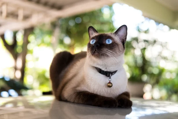 сиамская кошка