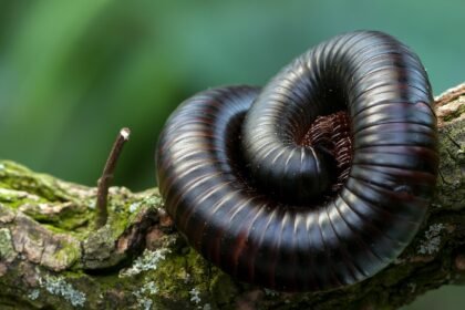 сороконожка